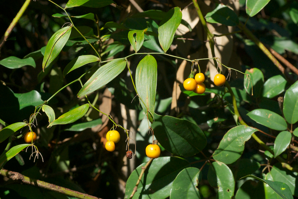 Asparagaceae Eustrephus latifolius