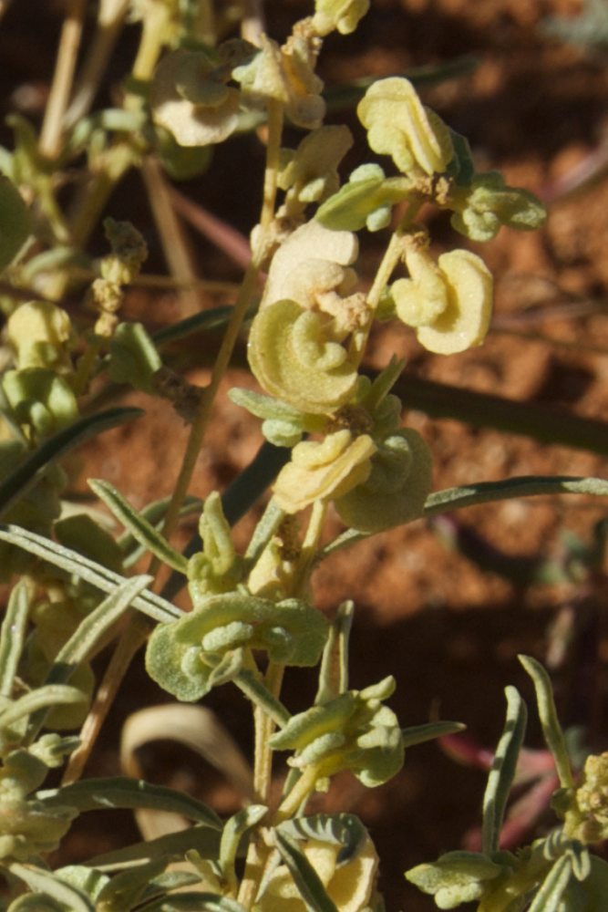 Amaranthaceae Atriplex quinii