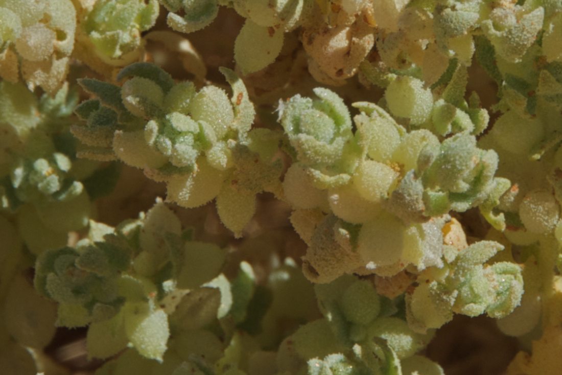 Amaranthaceae Atriplex spongiosa