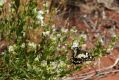 image of Prostanthera striatiflora