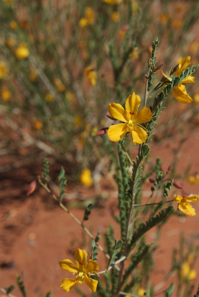 Fabaceae Petalostylis cassioides