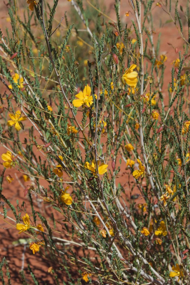 Fabaceae Petalostylis cassioides