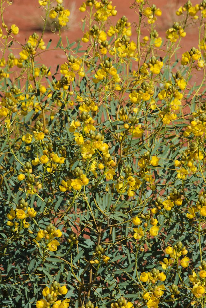 Fabaceae Senna pleurocarpa