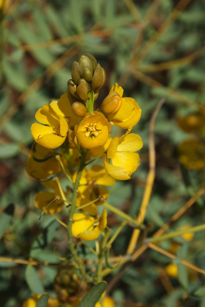 Fabaceae Senna pleurocarpa