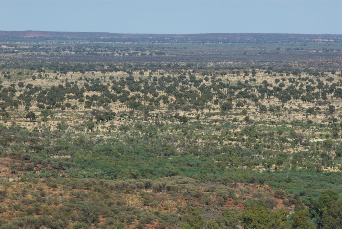 Casuarinaceae Allocasuarina decaisneana