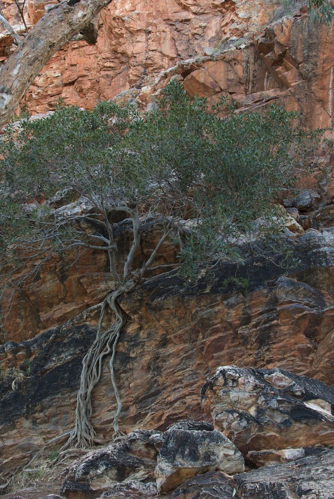 Moraceae Ficus platypoda