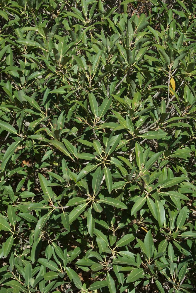 Moraceae Ficus platypoda