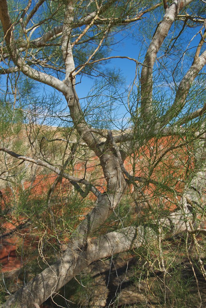 Gyrostemonaceae Gyrostemon ramulosis