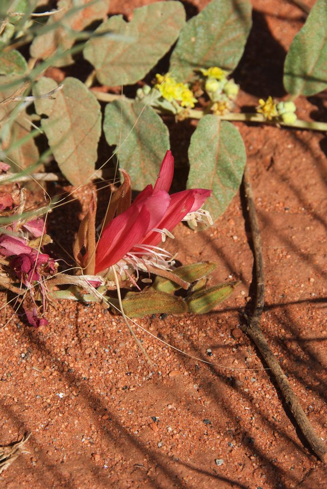 Fabaceae Leptosema chambersii