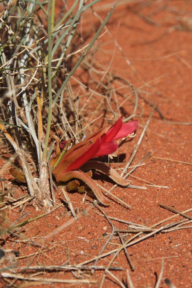 Fabaceae Leptosema chambersii