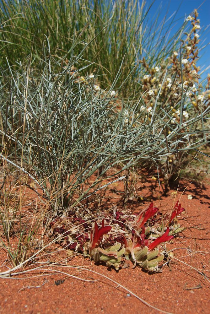 Convolvulaceae Bonamia erecta