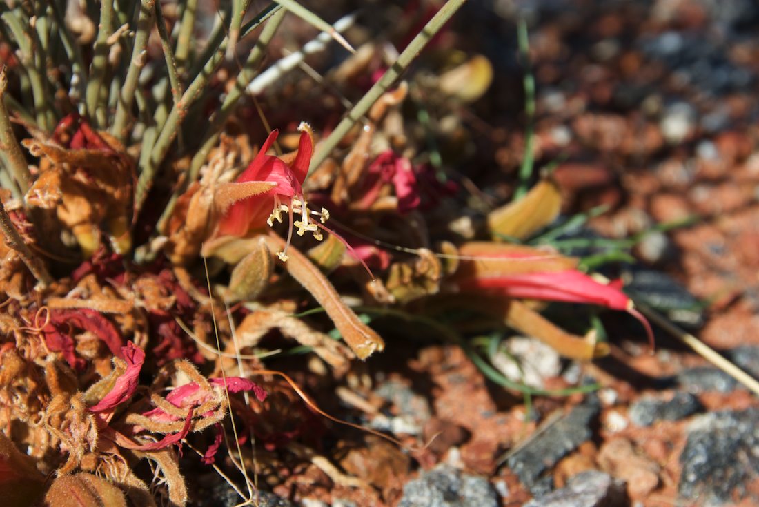 Fabaceae Leptosema chambersii