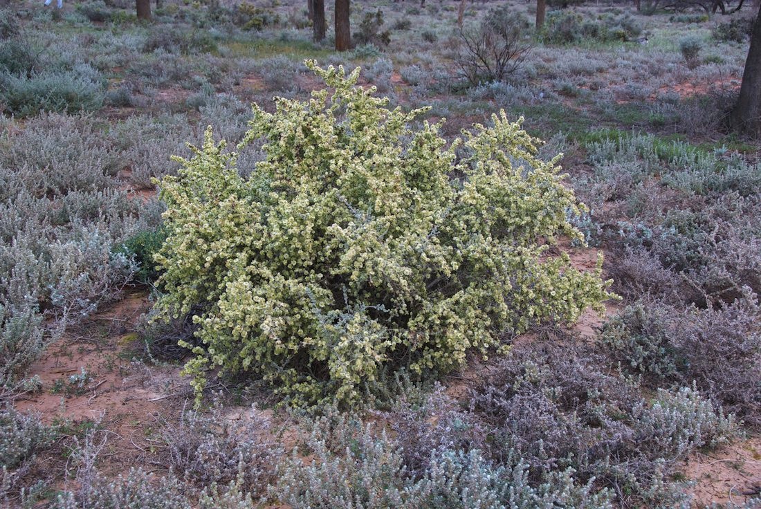 Amaranthaceae Maireana pyramidata