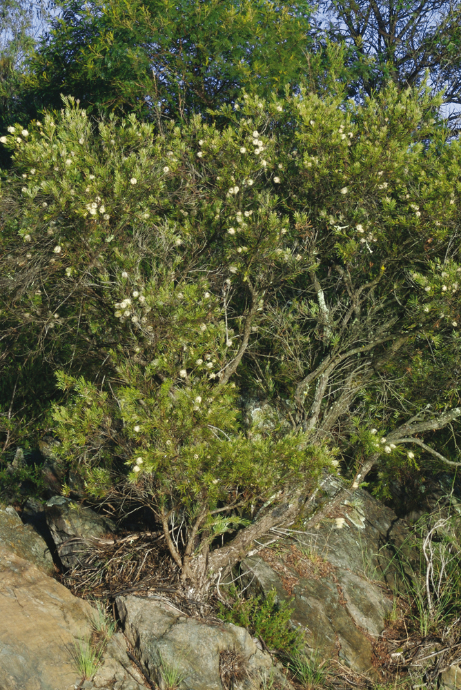 Myrtaceae Callistemon sieberi