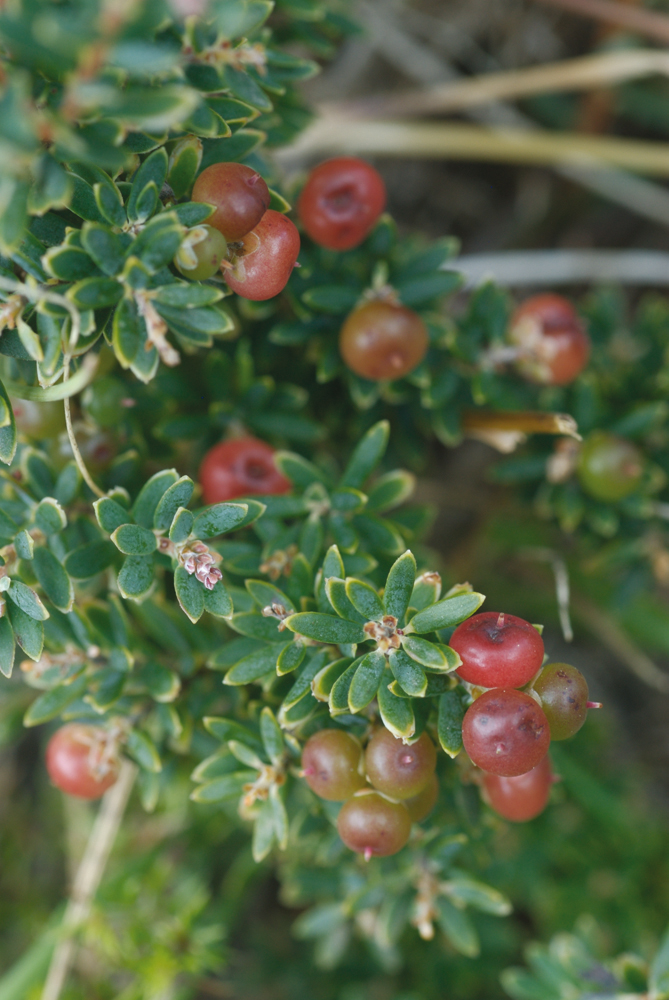 Ericaceae Leucopogon hookeri