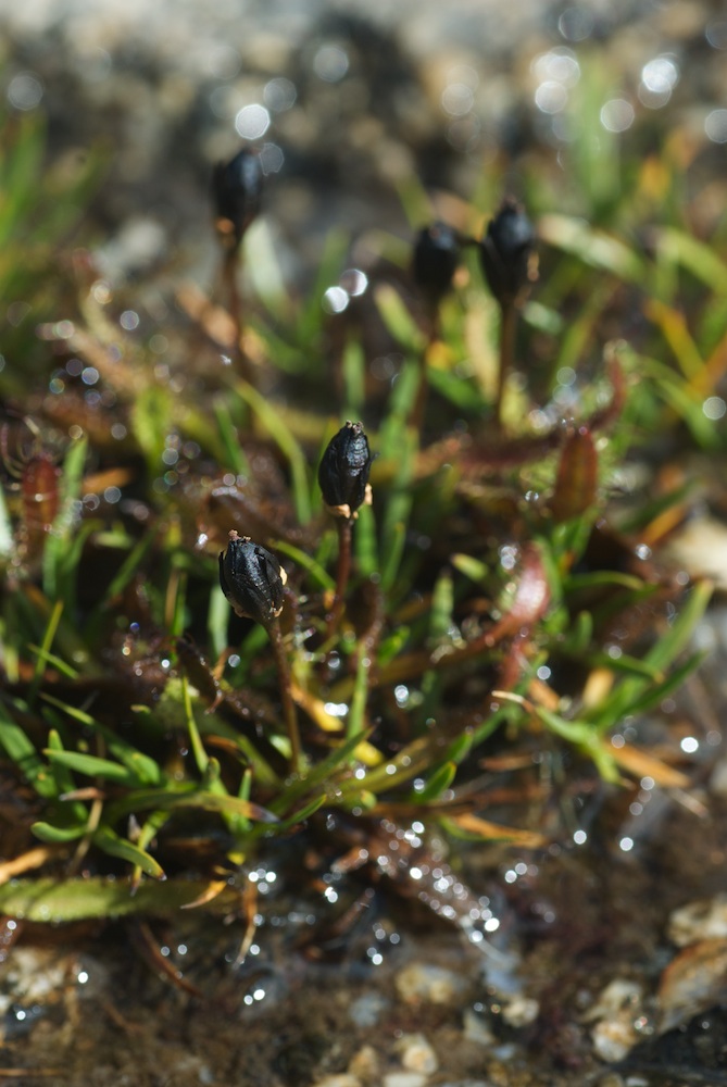 Droseraceae Drosera arcturi