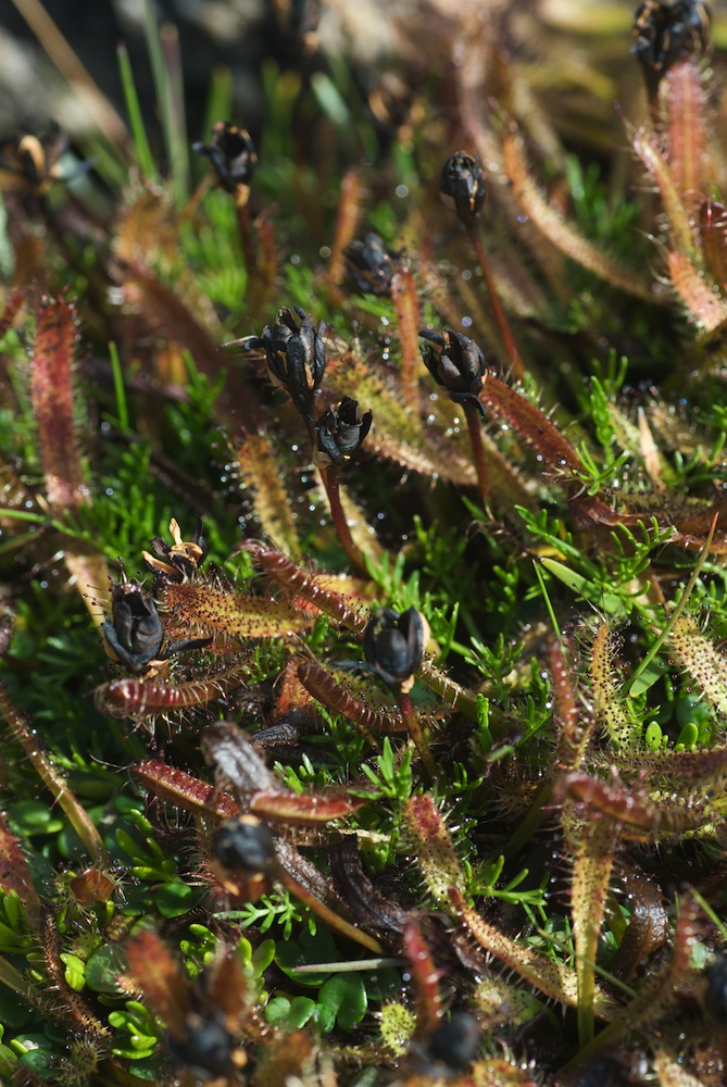 Droseraceae Drosera arcturi