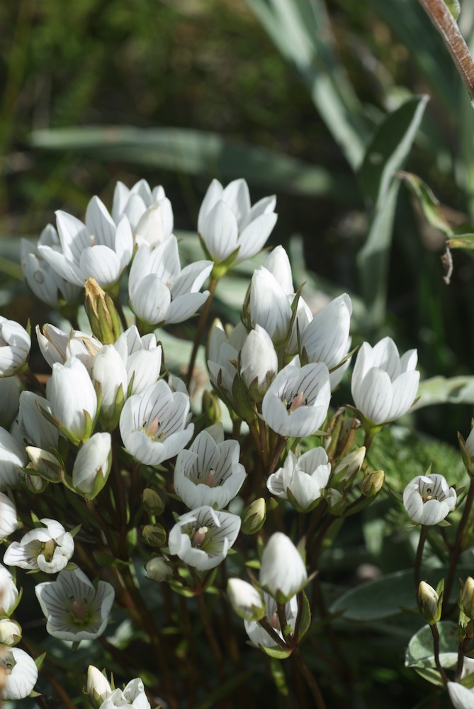 Gentianaceae Gentianella muelleriana