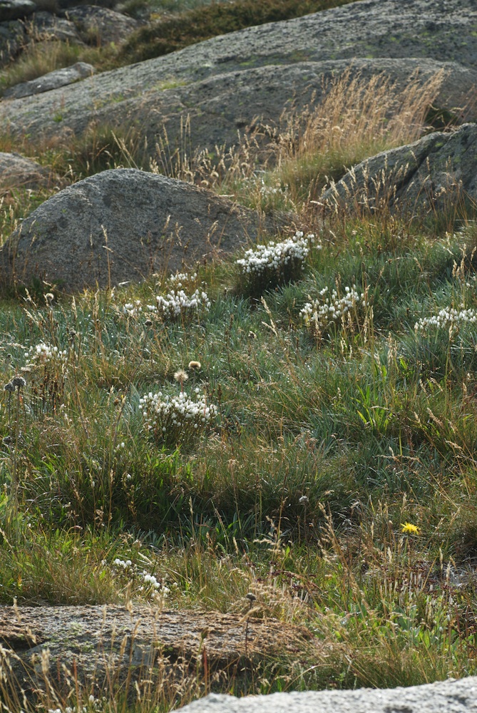 Gentianaceae Gentianella muelleriana