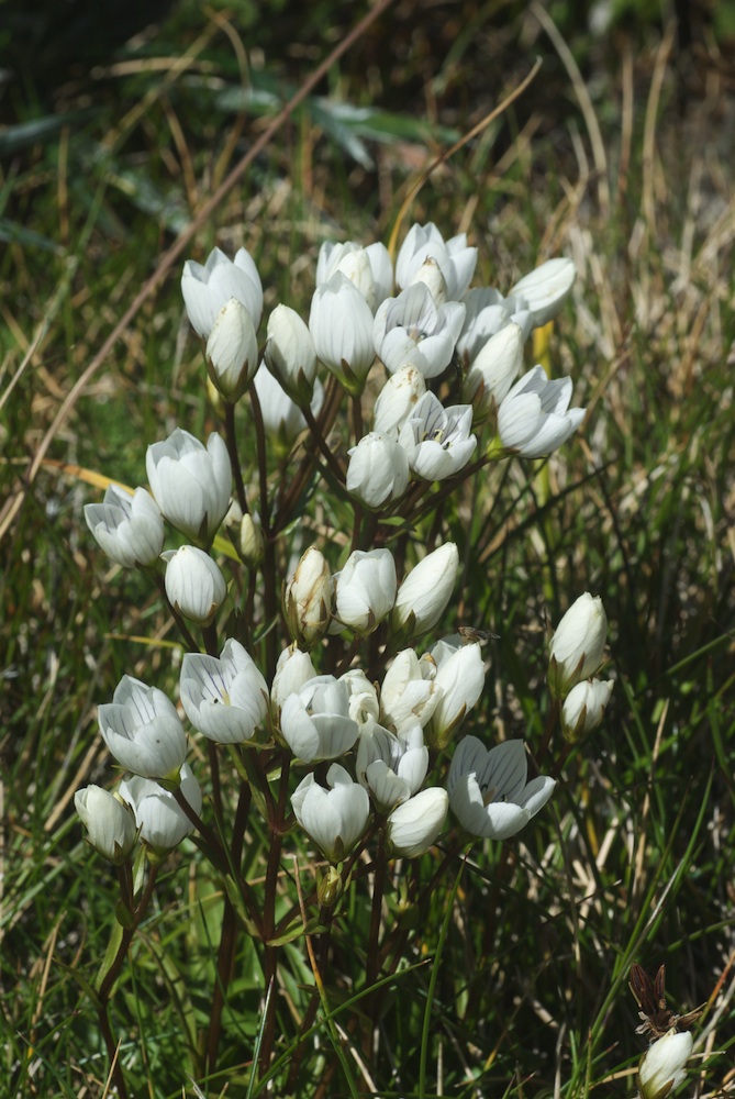 Gentianaceae Gentianella muelleriana