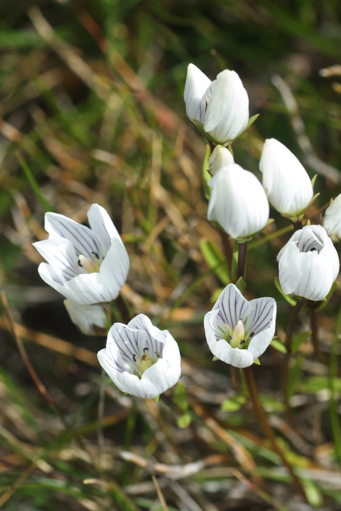 Gentianaceae Gentianella muelleriana