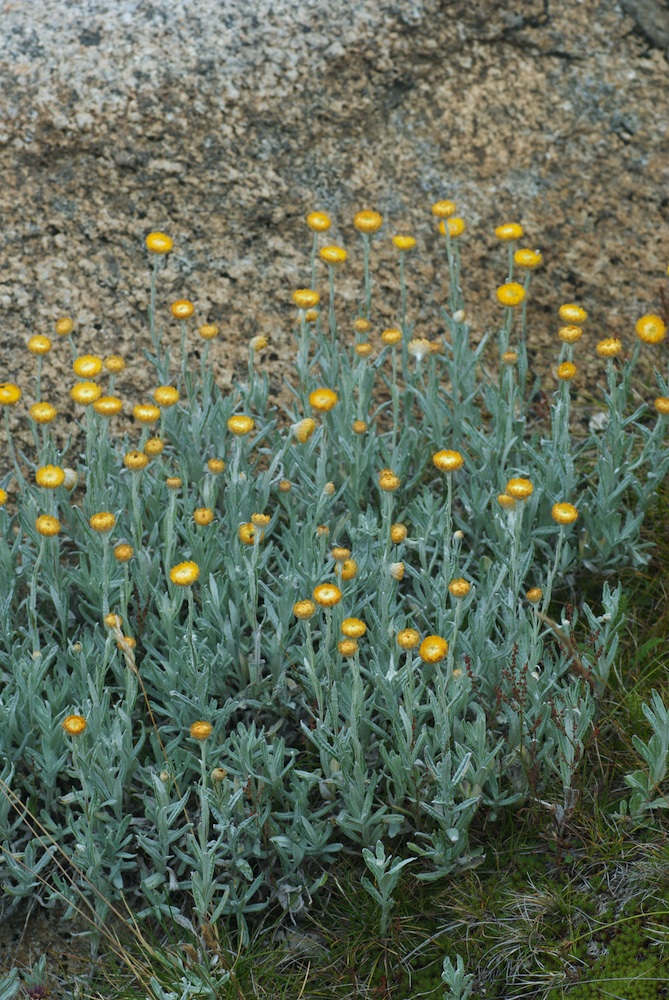 Asteraceae Leptorhynchos  squamatus