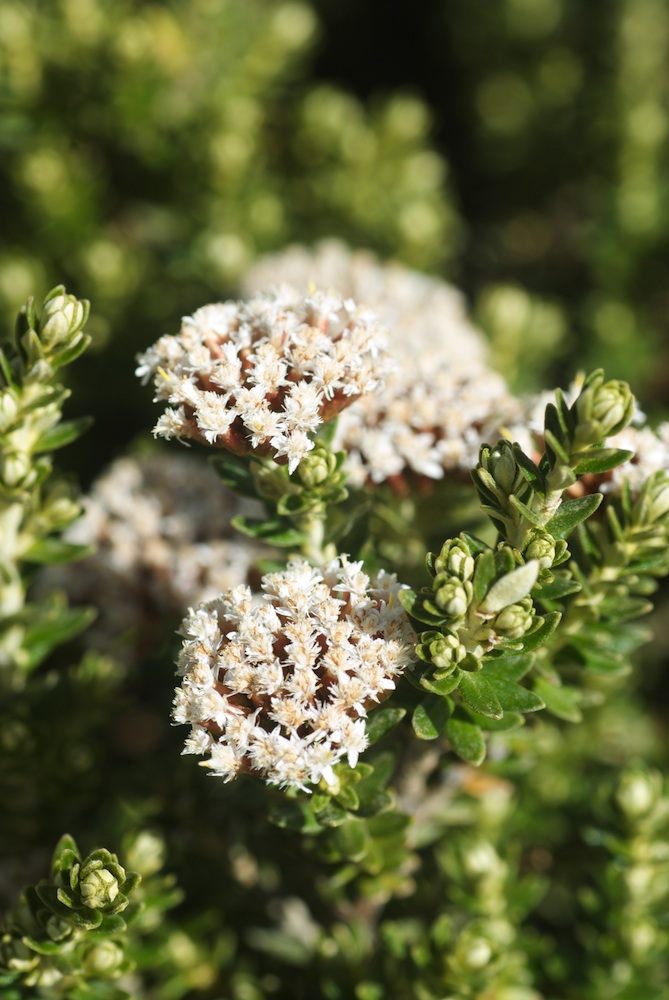 Asteraceae Ozothamnus alpinus