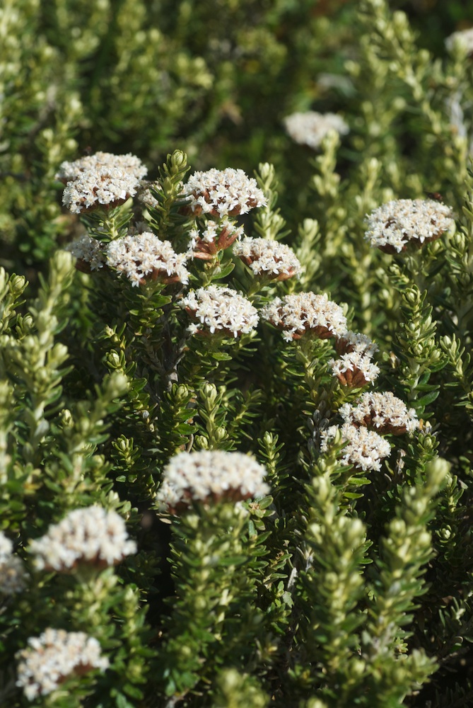 Asteraceae Ozothamnus alpinus