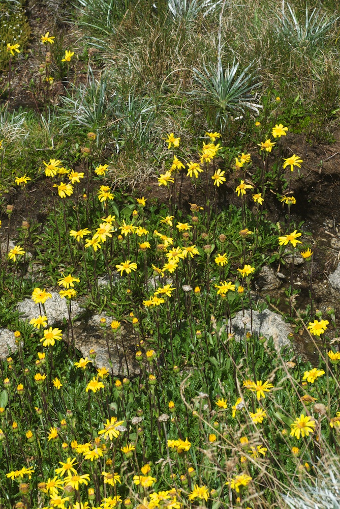 Asteraceae Senecio pectinatus