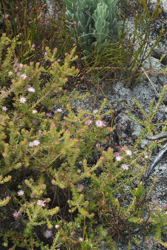 Proteaceae Diastella divaricata