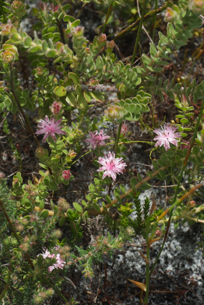 Proteaceae Diastella divaricata