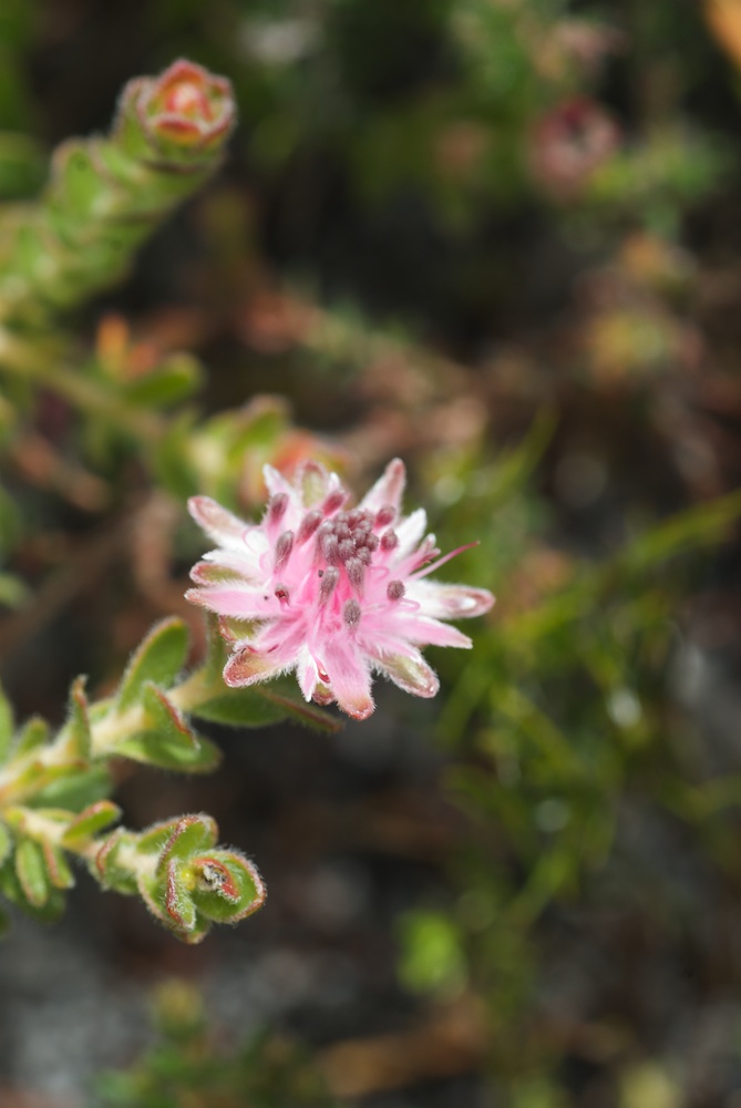 Proteaceae Diastella divaricata