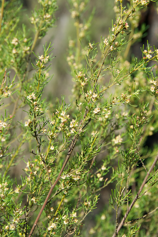 Euphorbiaceae Bertya cunninghamii