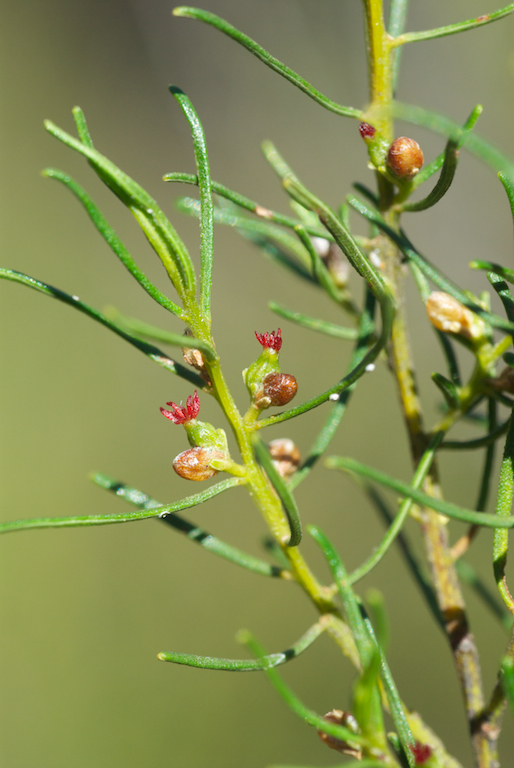 Euphorbiaceae Bertya cunninghamii