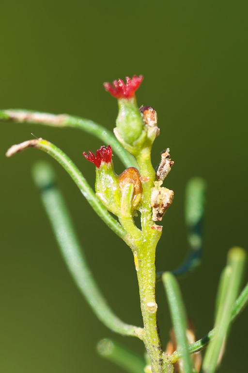 Euphorbiaceae Bertya cunninghamii