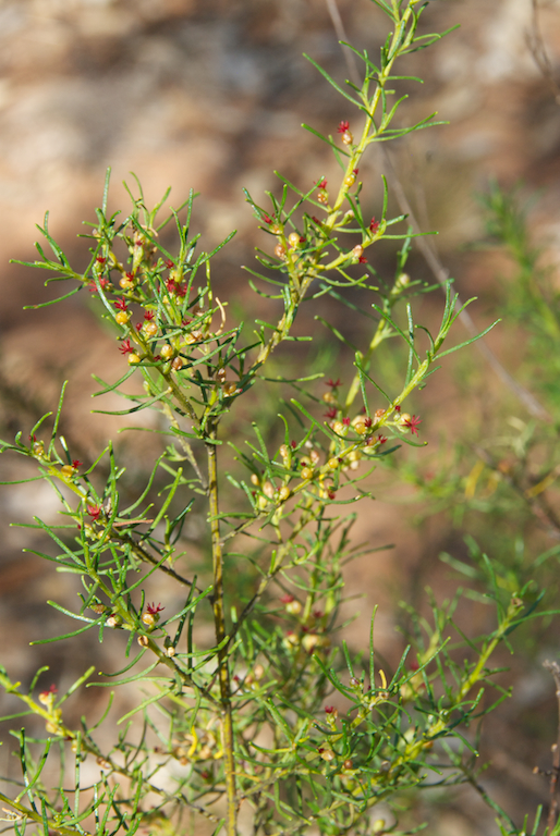 Euphorbiaceae Bertya cunninghamii