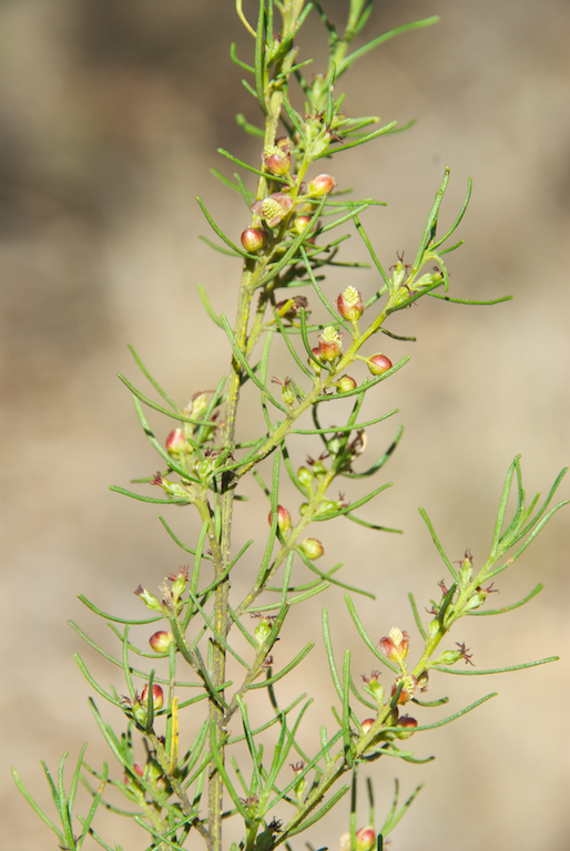 Euphorbiaceae Bertya cunninghamii