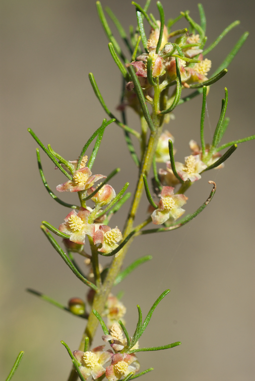 Euphorbiaceae Bertya cunninghamii