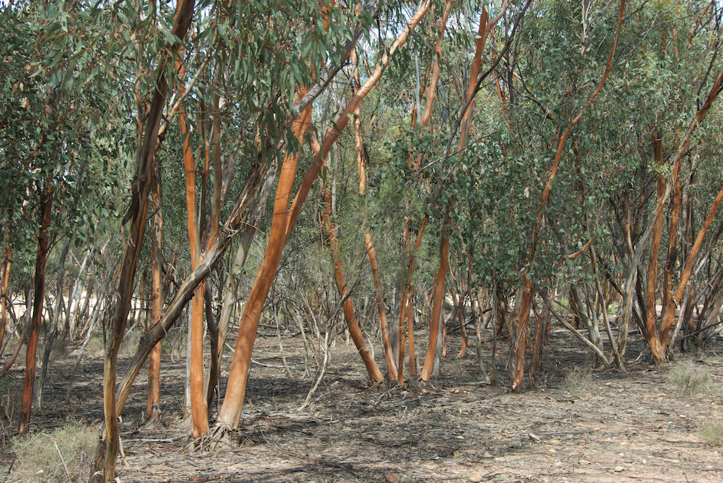 Myrtaceae Eucalyptus behriana