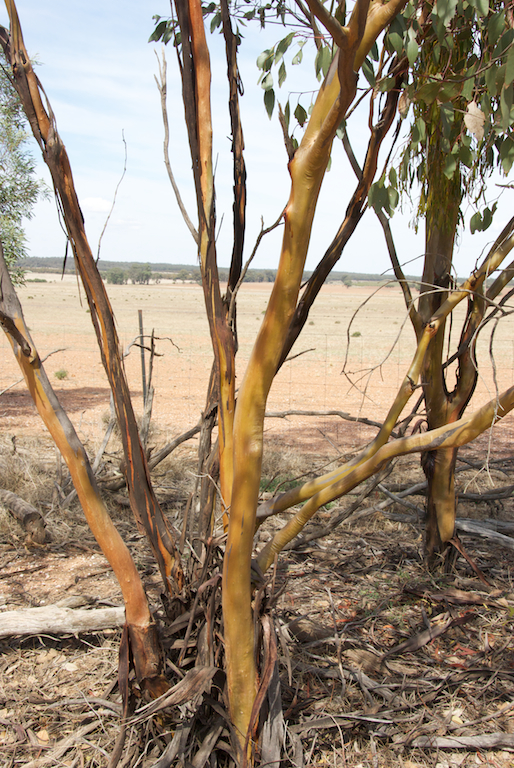 Myrtaceae Eucalyptus behriana