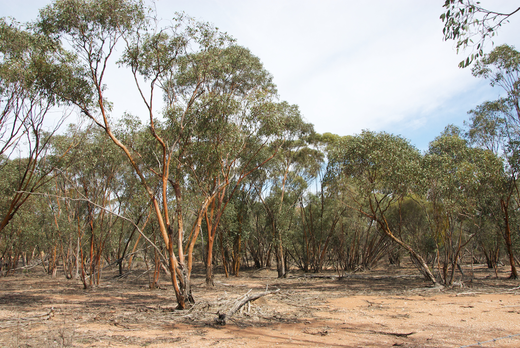 Myrtaceae Eucalyptus behriana