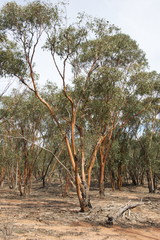 Myrtaceae Eucalyptus behriana