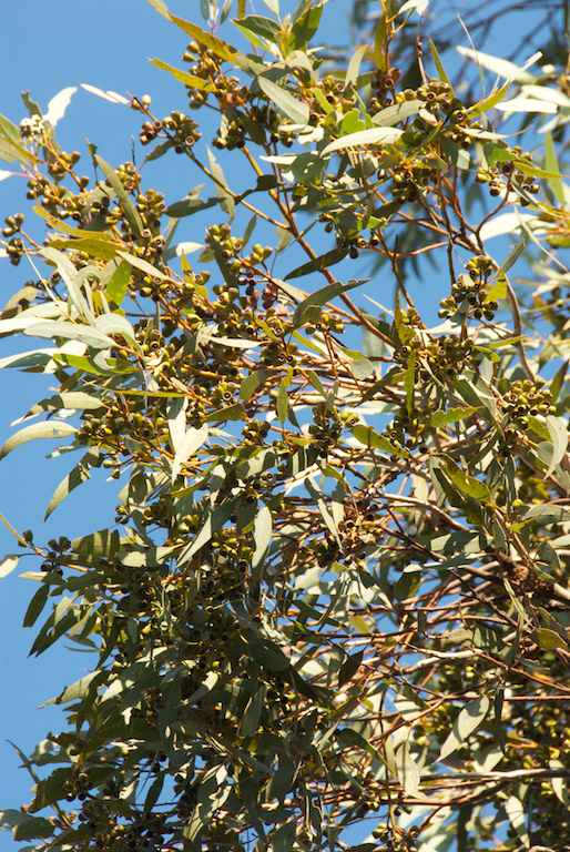 Myrtaceae Eucalyptus dumosa