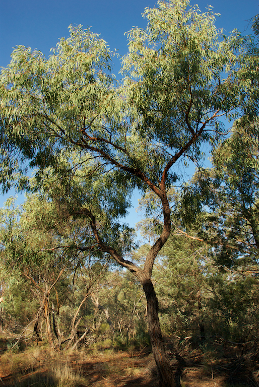 Myrtaceae Eucalyptus sideroxylon