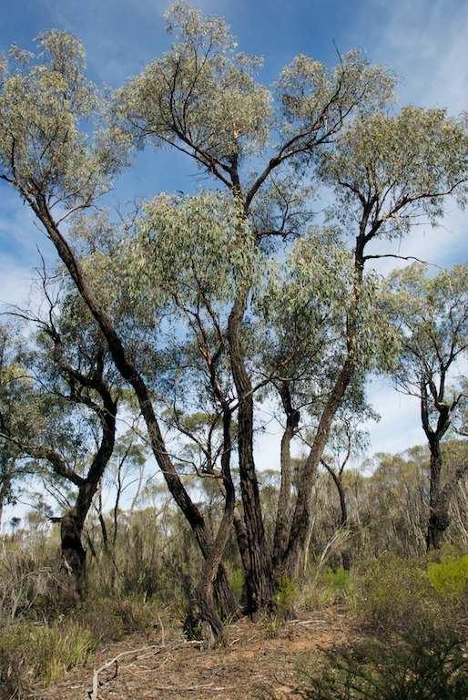 Myrtaceae Eucalyptus sideroxylon