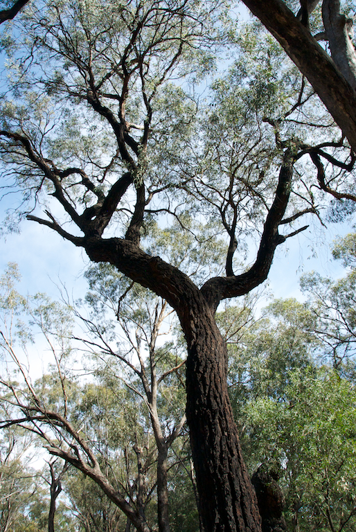 Myrtaceae Eucalyptus sideroxylon