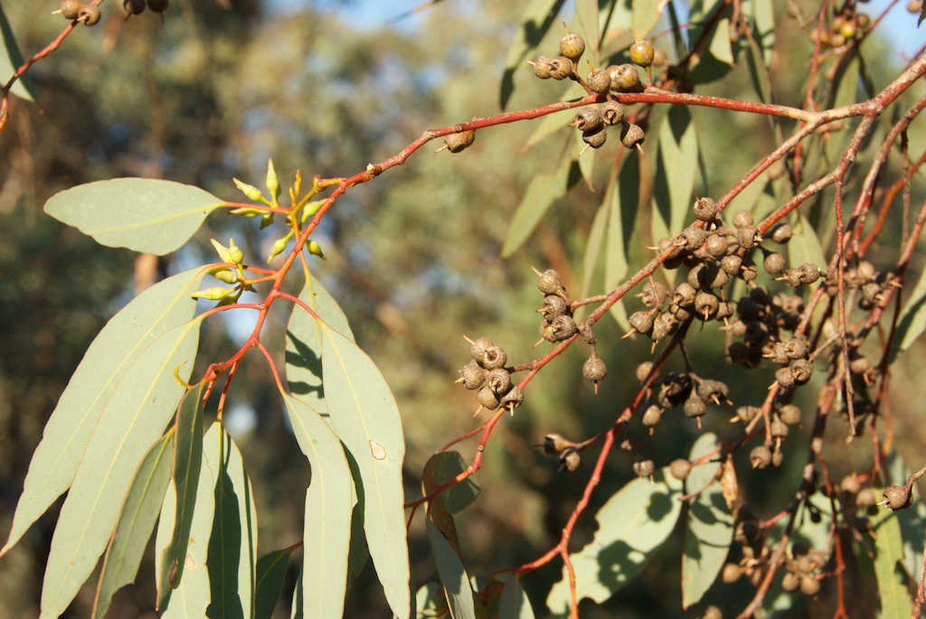 Myrtaceae Eucalyptus socialis