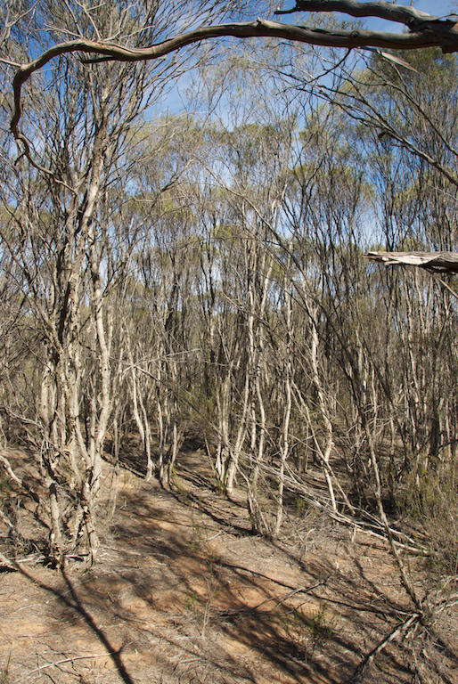 Myrtaceae Melaleuca uncinata