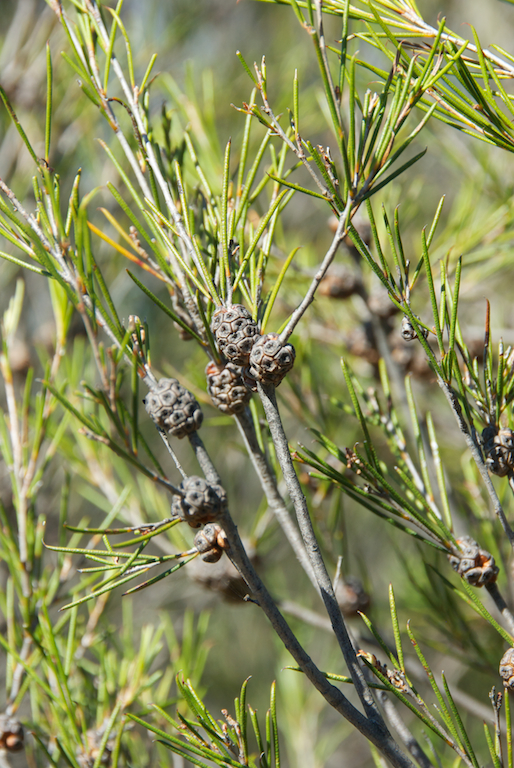 Myrtaceae Melaleuca uncinata