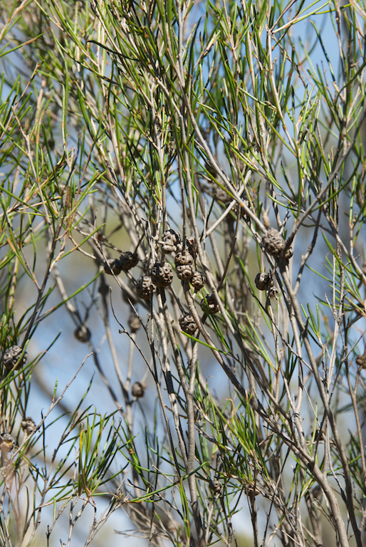 Myrtaceae Melaleuca uncinata